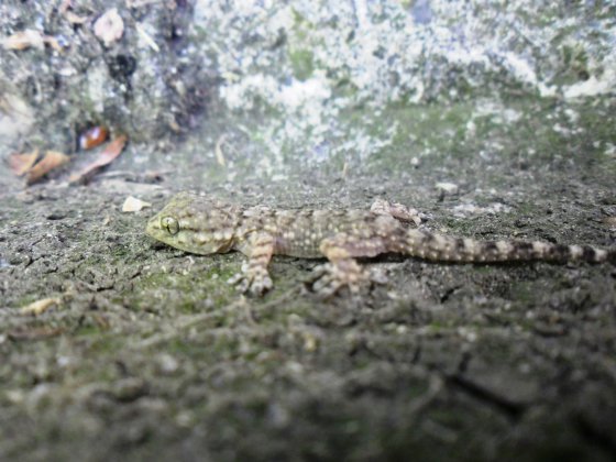 Gecko au Val de l'Hort