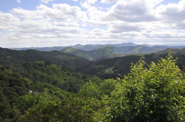 La rgion Paysages Cvenols__Philippe_Nicolas : 1739205195.paysages_cevenols_147.jpg_.__._philippe_nicolas.jpg