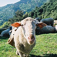 Les chèvres et le délicieux Pélardon, fromage AOP - Val de l\'Hort
