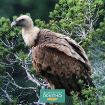 Classe verte ornithologie Anduze val de l'Hort