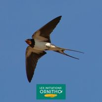 Classe dcouverte Ornithologie Anduze val de l'Hort