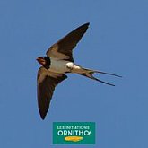 Classe dcouverte Ornithologie Anduze val de l'Hort