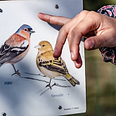 Classe d�couverte Ornithologie Anduze val de l'Hort